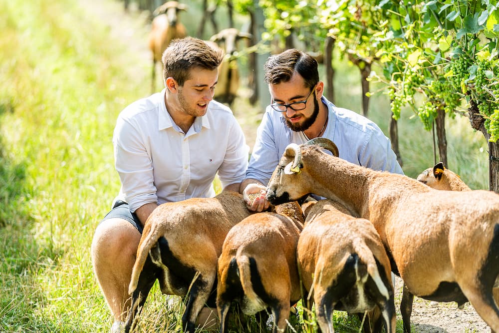 Weingut Familie Auer
