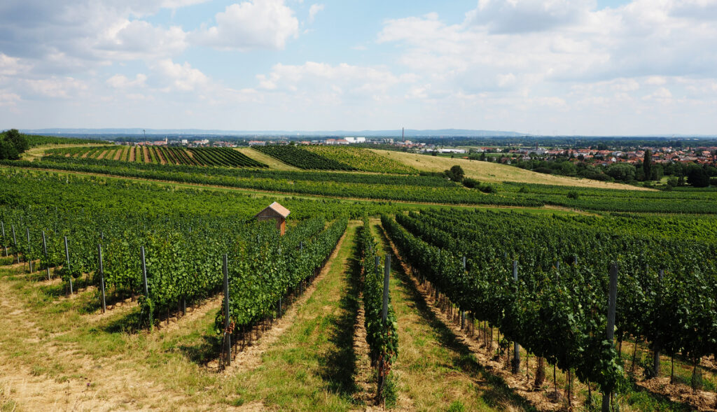 Weingut Familie Auer
